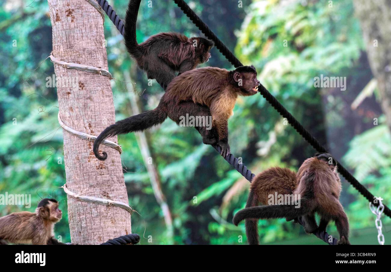 Eats fruit nuts and insects hi-res stock photography and images - Alamy
