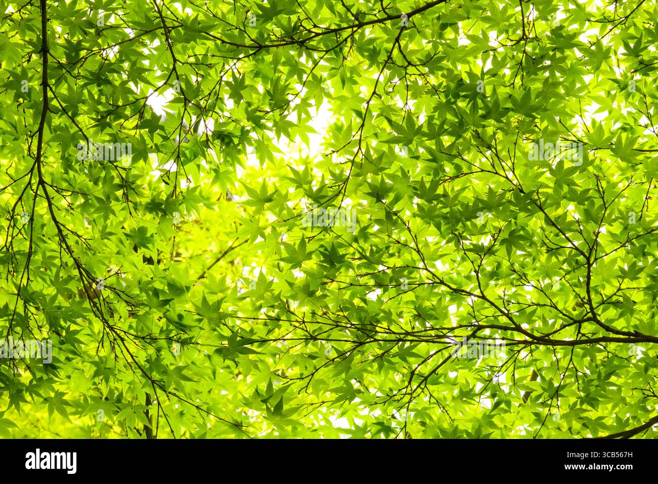 Flora depiction hi-res stock photography and images - Alamy