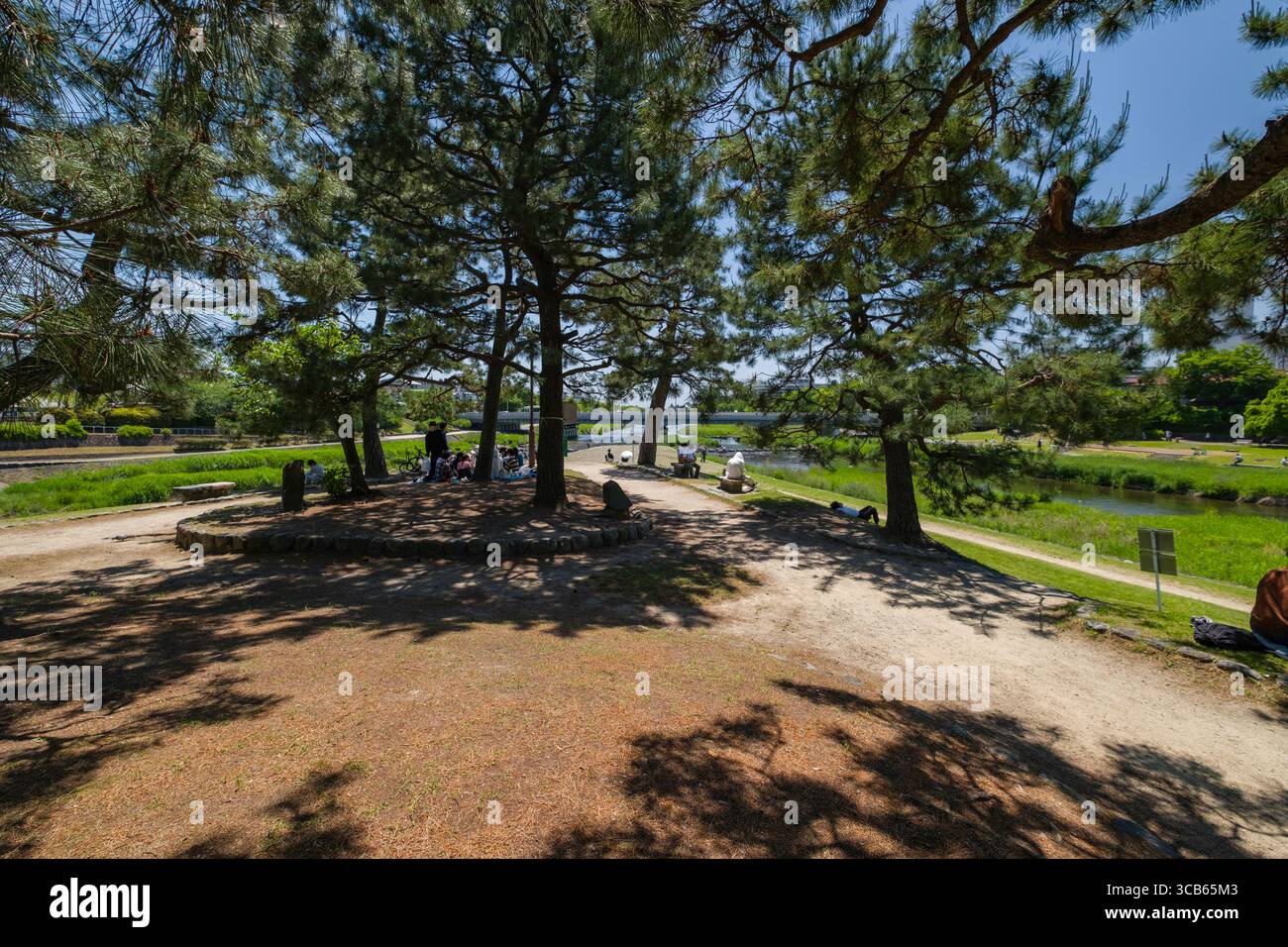 Kamogawa Delta park landscape with lush pine trees providing shade for people relaxing. The greenery and peaceful river enhance the tranquil atmospher Stock Photo