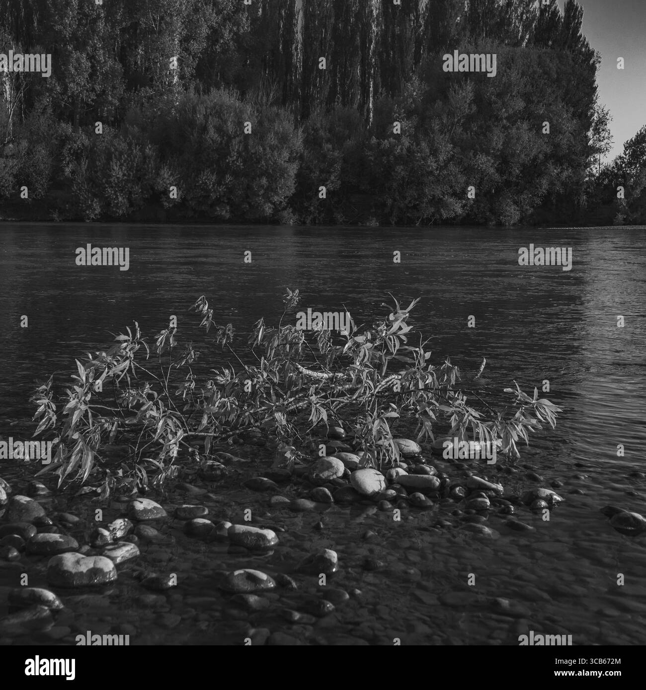 River and trees Black and White Stock Photos & Images - Alamy
