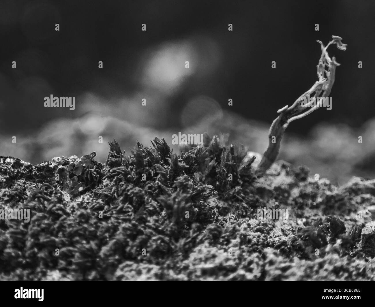 Tree bark and leaf study Black and White Stock Photos & Images - Alamy