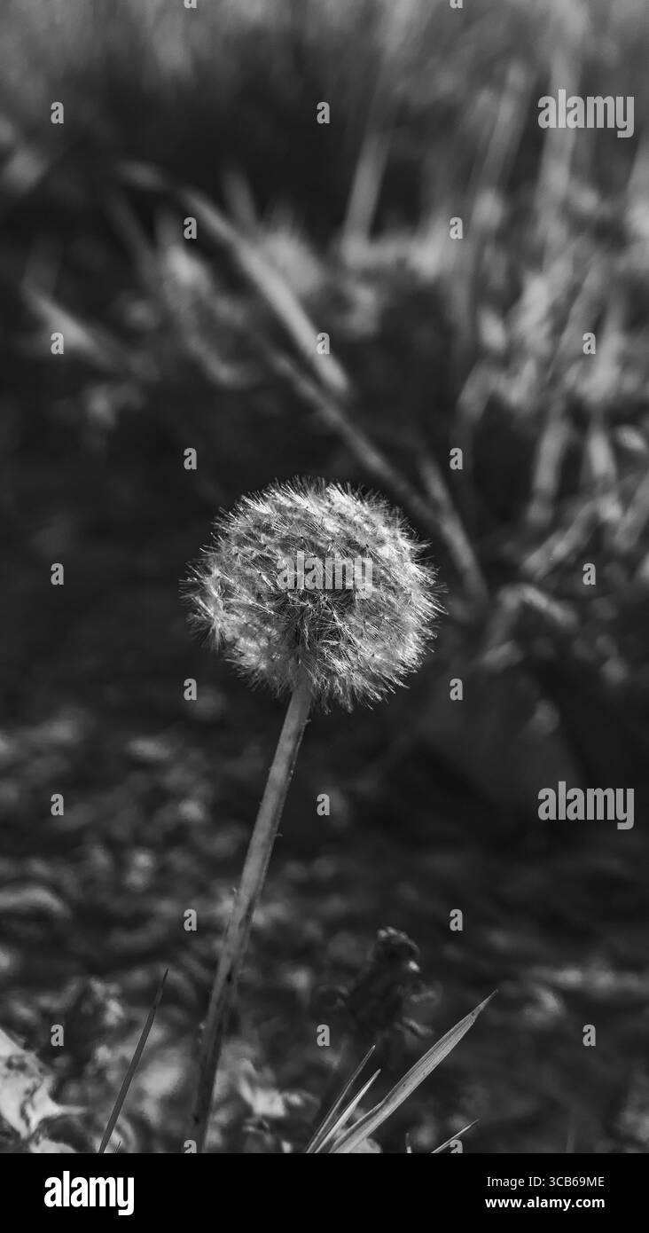 Seed head detail dandelion Black and White Stock Photos & Images - Alamy