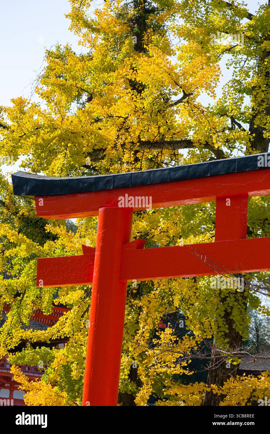 Vibrant torii gate stands hi-res stock photography and images - Alamy