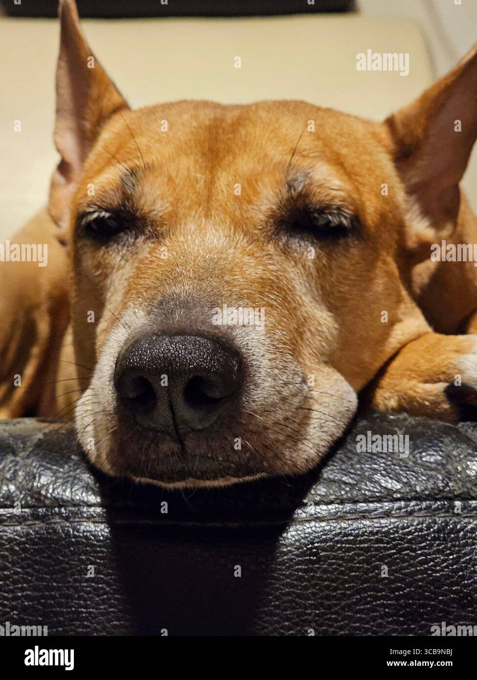 Sleppy Dog Bibi - Smartphone Captured Stock Image