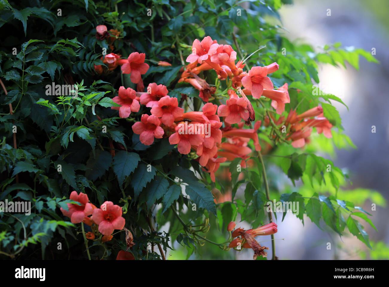 Chinese trumpet vine flowers bloom in Huai'an City, east China's ...