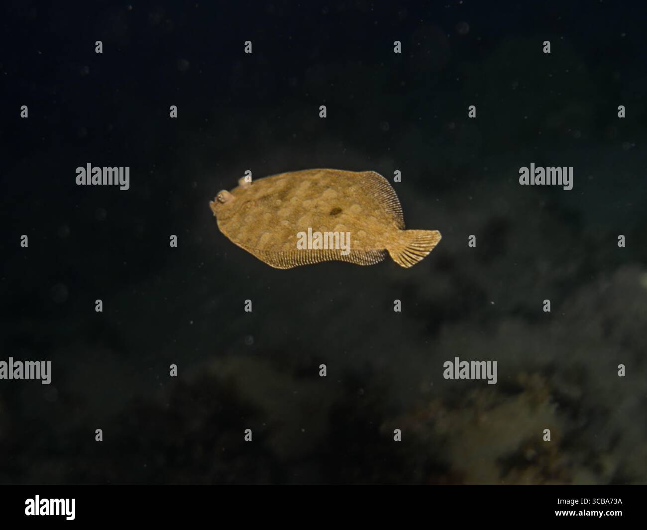 Wide-eyed flounder swimming at night Stock Photo