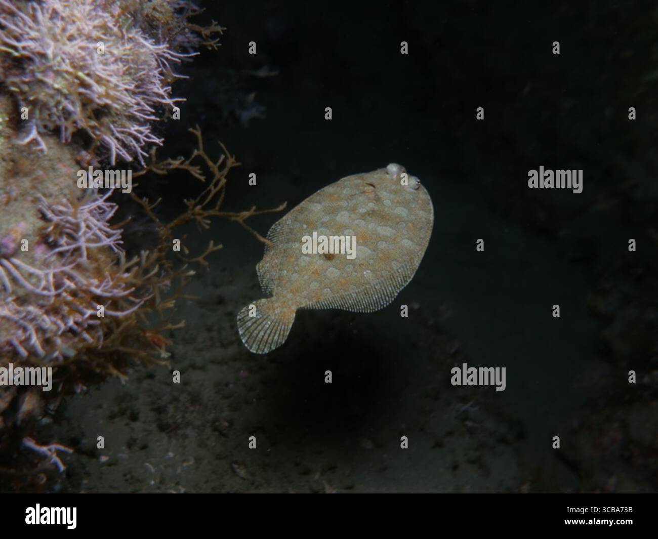 Wide-eyed flounder swimming at night Stock Photo