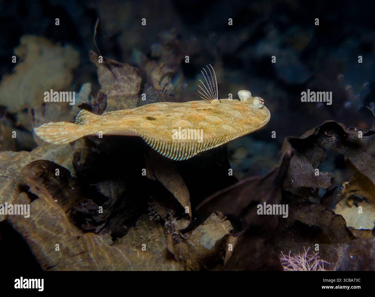Wide-eyed flounder swimming at night Stock Photo