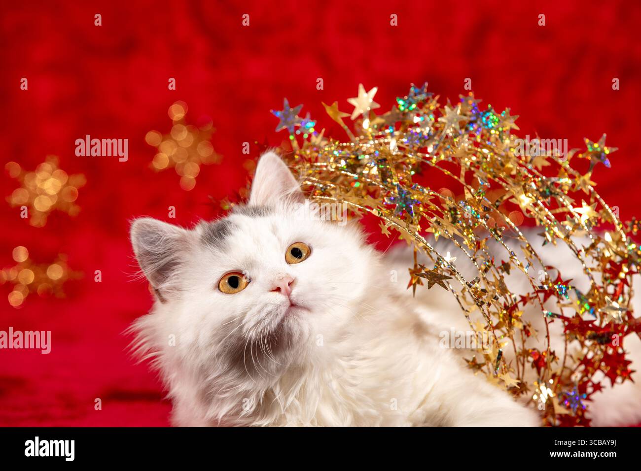 Funny little kitten wrapped in Christmas glitter garland lies on a red blanket. Christmas concept. Stock Photo