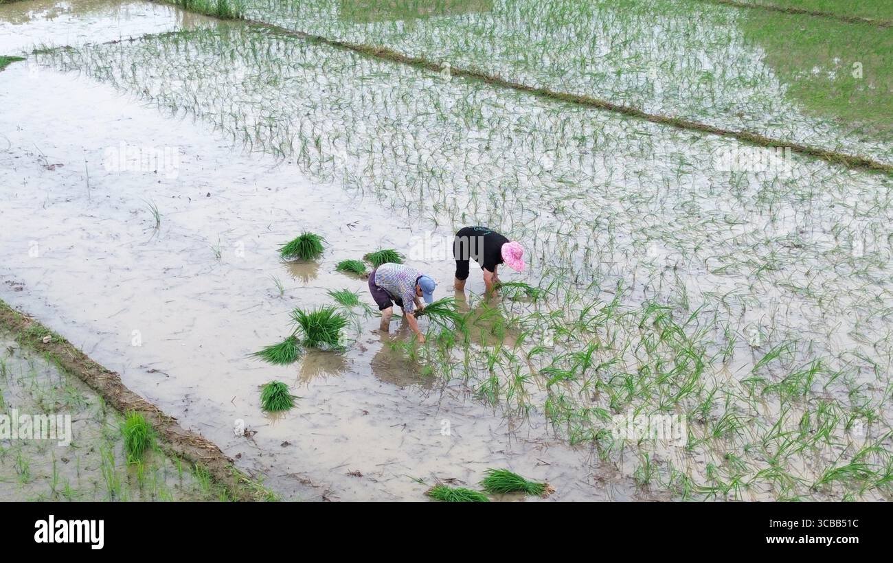 Aerial photo shows farmers transplanting late rice seedlings in the ...