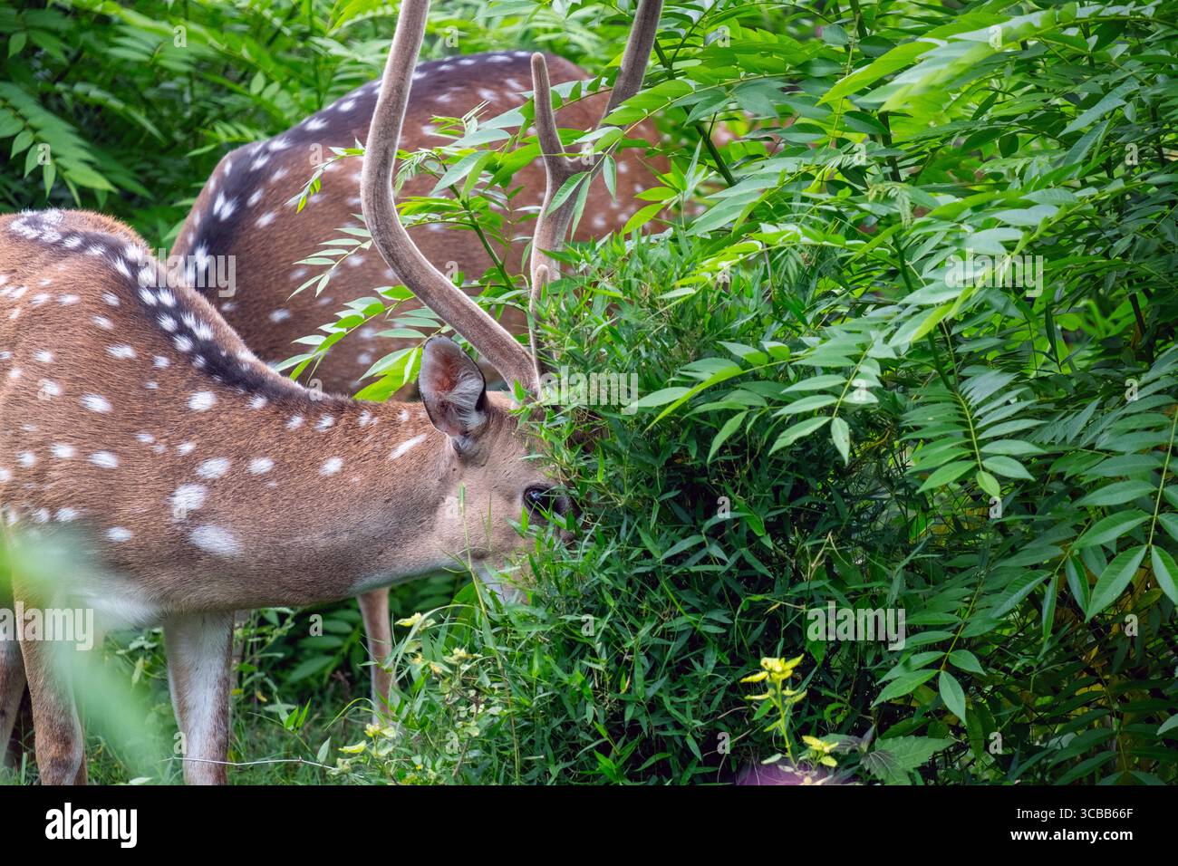 Spotted deer captured during a safari at Mudumalai Reserve Forest, peacefully grazing in the lush green wilderness of South India. Stock Photo