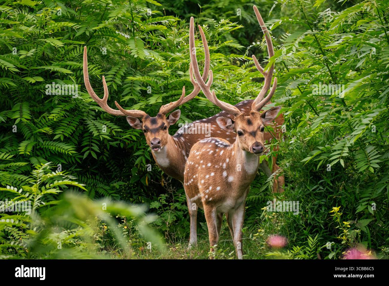 Spotted deer captured during a safari at Mudumalai Reserve Forest, peacefully grazing in the lush green wilderness of South India. Stock Photo