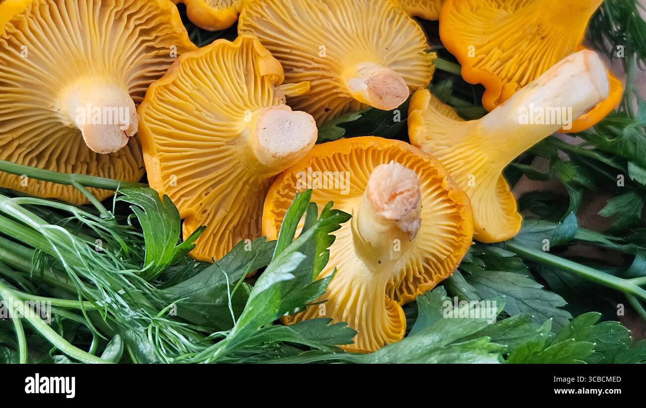 Fresh Golden Chanterelle Mushrooms Close-Up - Smartphone Captured Stock Image
