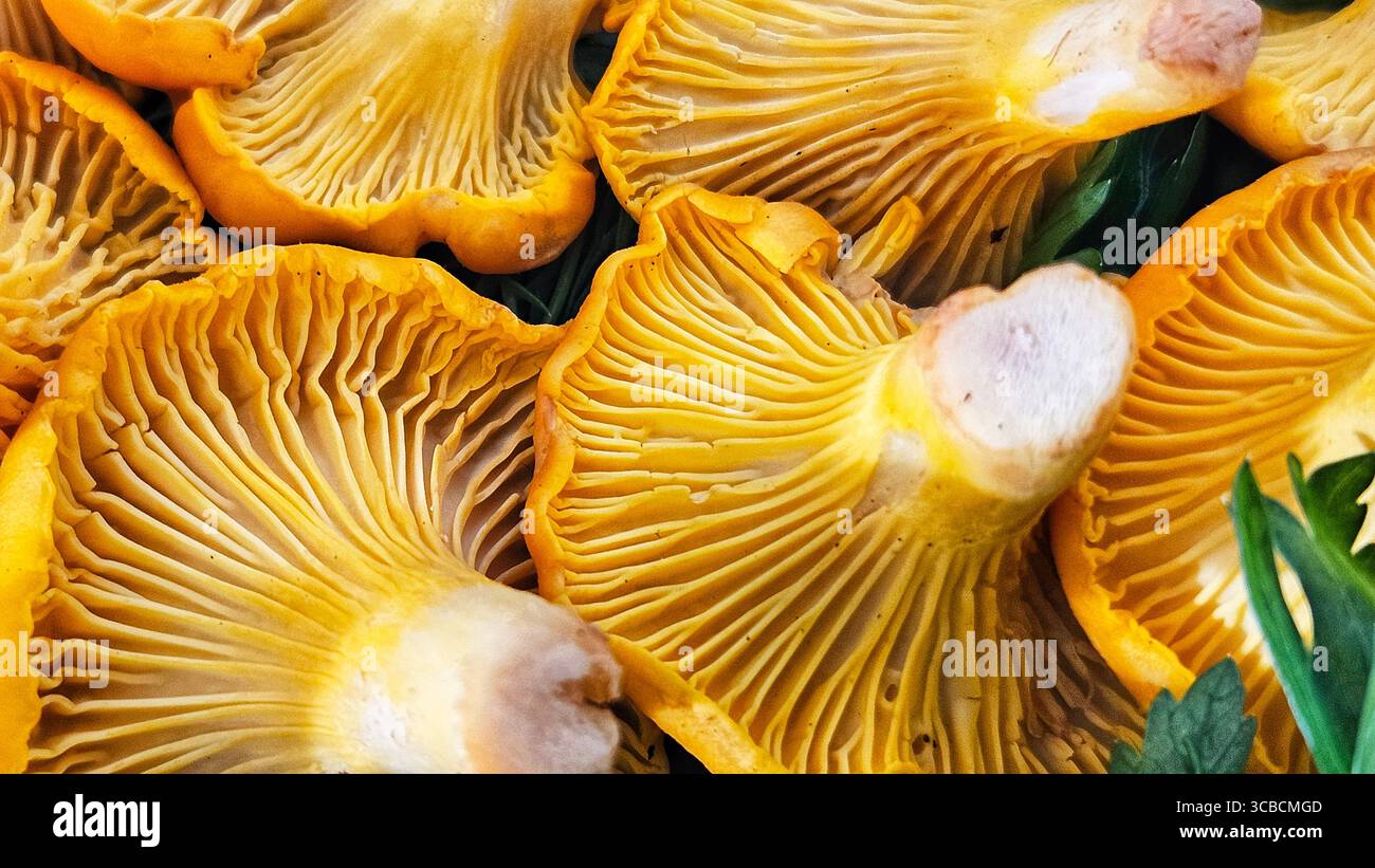 Fresh Golden Chanterelle Mushrooms Close-Up - Smartphone Captured Stock Image