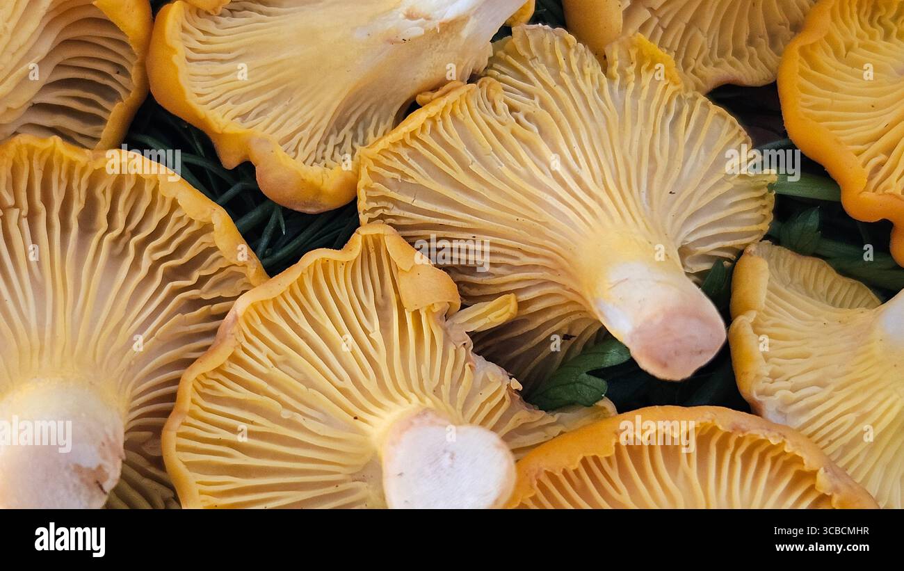 Fresh Golden Chanterelle Mushrooms Close-Up - Smartphone Captured Stock Image