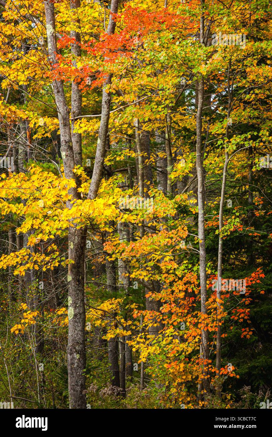 Yellow and orange leaved maple trees in autumn Stock Photo - Alamy