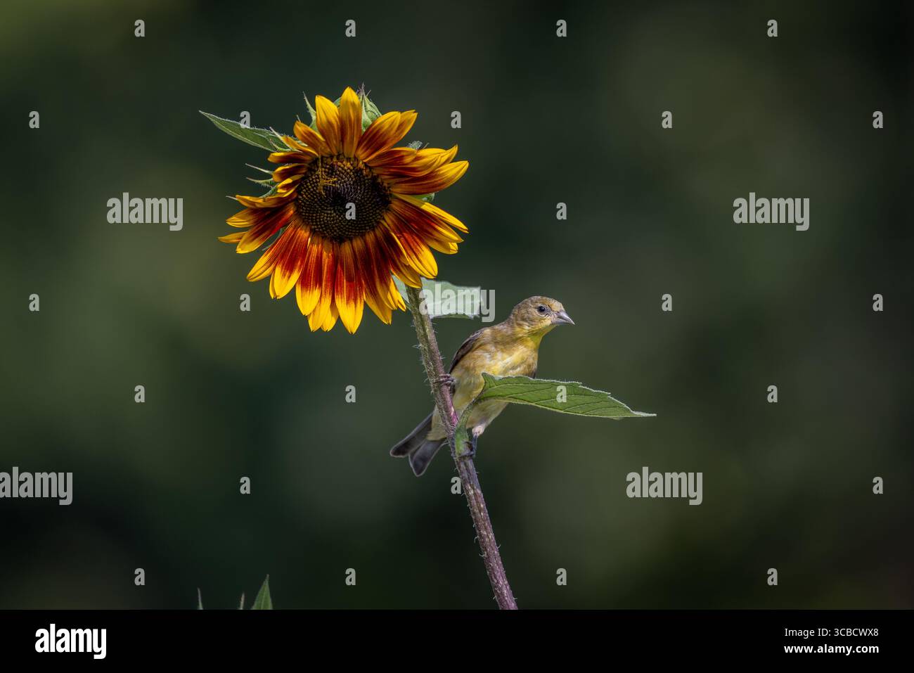 Delicate stem perch hi-res stock photography and images - Alamy