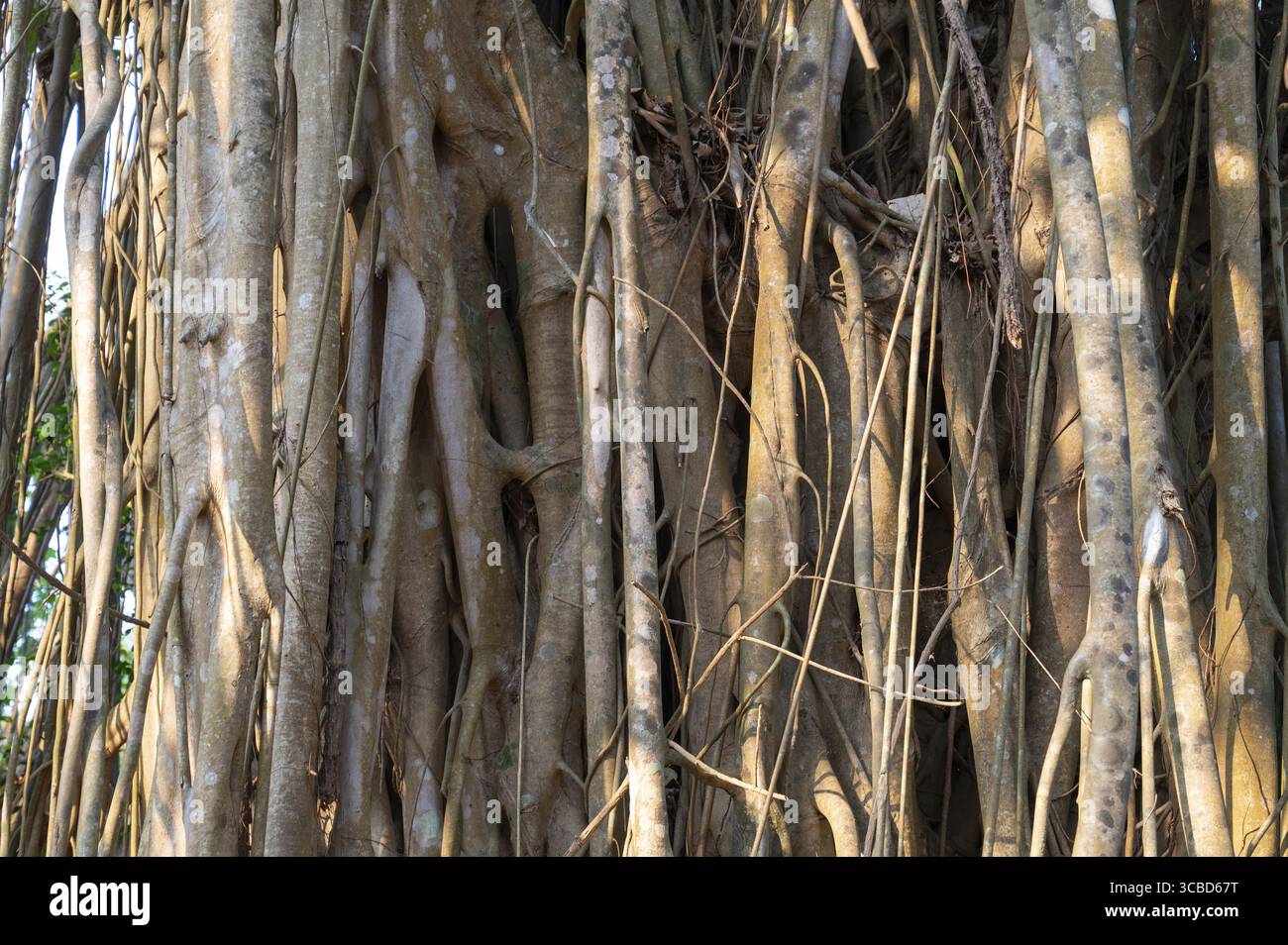 Tree large canopy hi-res stock photography and images - Alamy