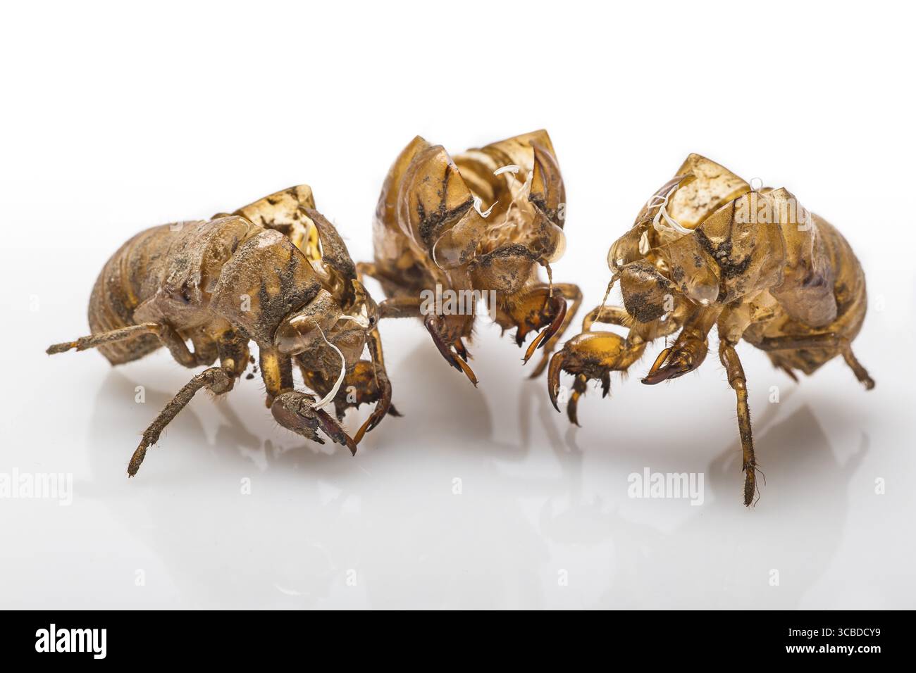 Macro shot cicada shell hi-res stock photography and images - Alamy