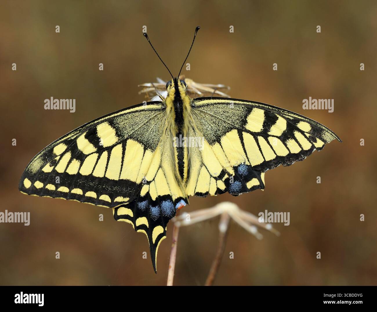 Swallowtail butterfly with a damaged wing sits on a dry plant Stock Photo