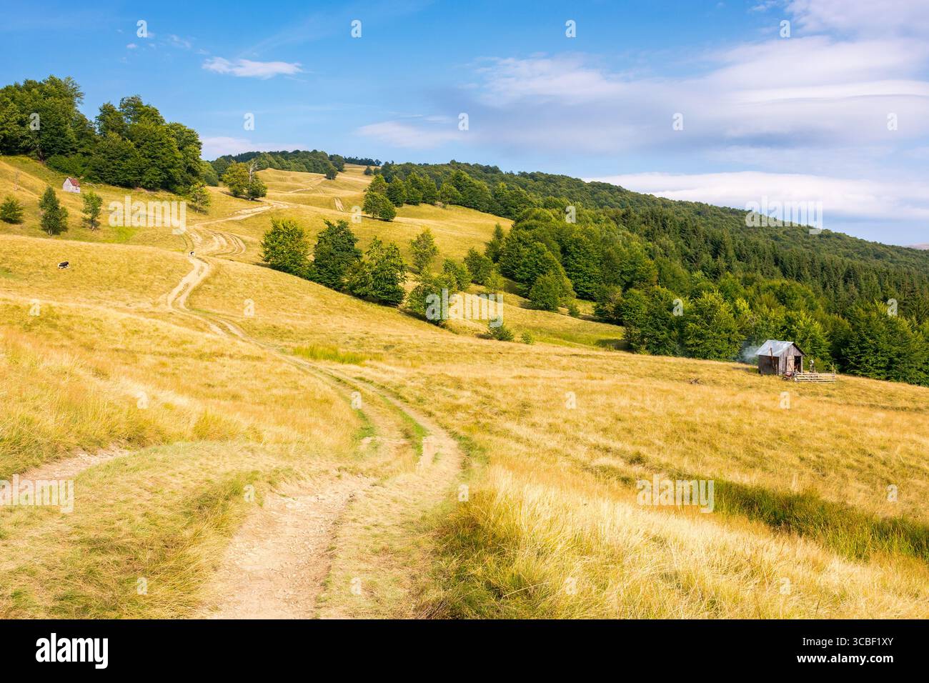 mountain landscape with beech trees along the dirt road uphill. dry weather. late summer scenery with hill in yellow grass. primeval forest on the hil Stock Photo
