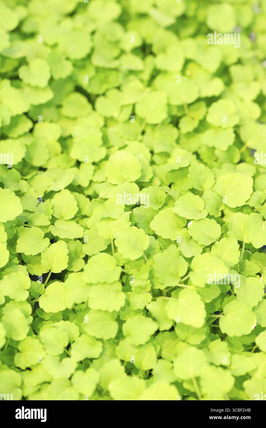 cress-varieties-atsina-on-artificial-substrate-close-up-stock-photo