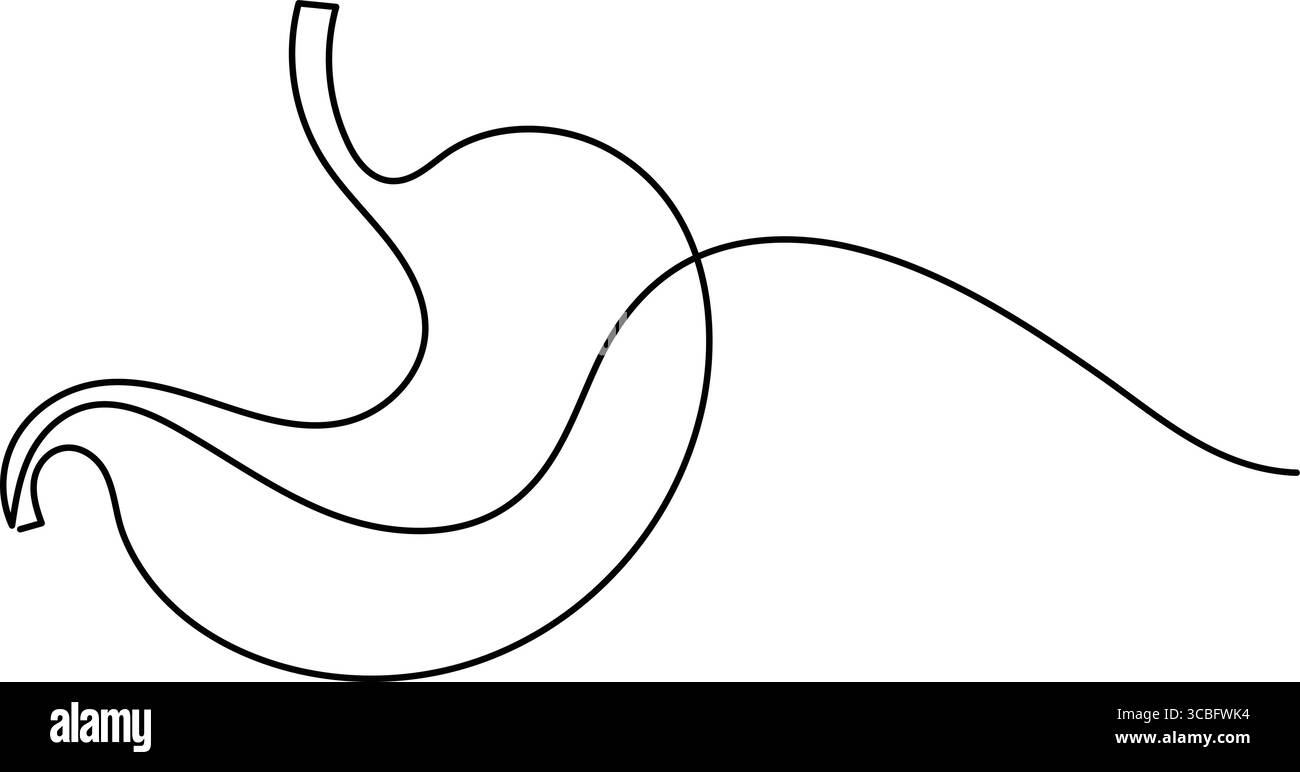 Human stomach icon continuous one line drawing for anatomy and medical design concepts Stock Vector