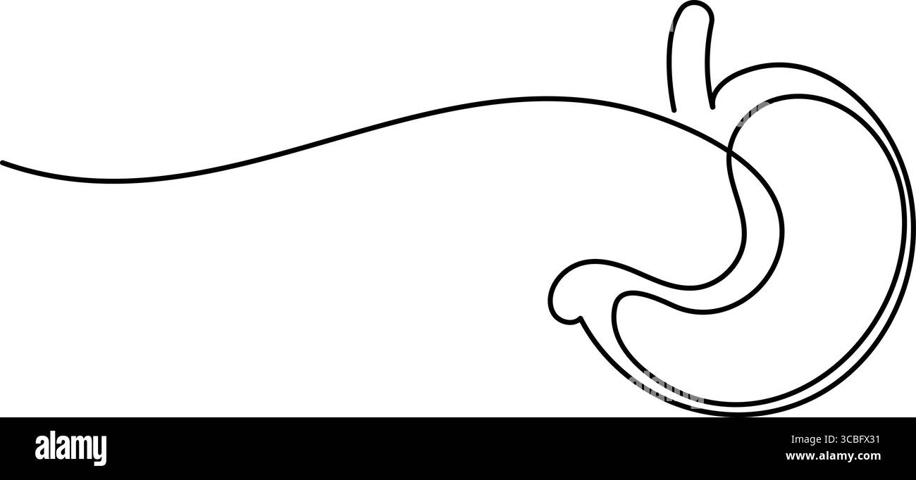 Human stomach icon continuous one line drawing for anatomy and medical design concepts Stock Vector