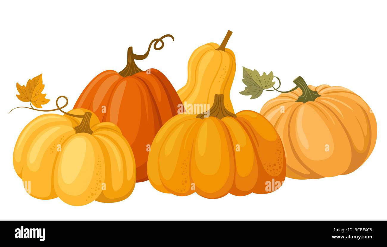 Colorful autumn pumpkins. Seasonal harvest design for greeting or poster.Vector illustration isolated on white background Stock Vector
