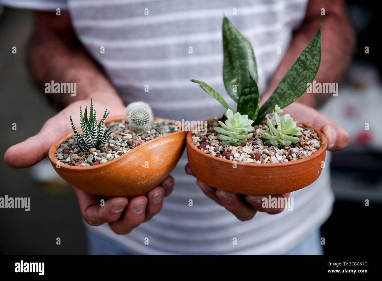 Plantas de cactus suculentas hi-res stock photography and images - Alamy