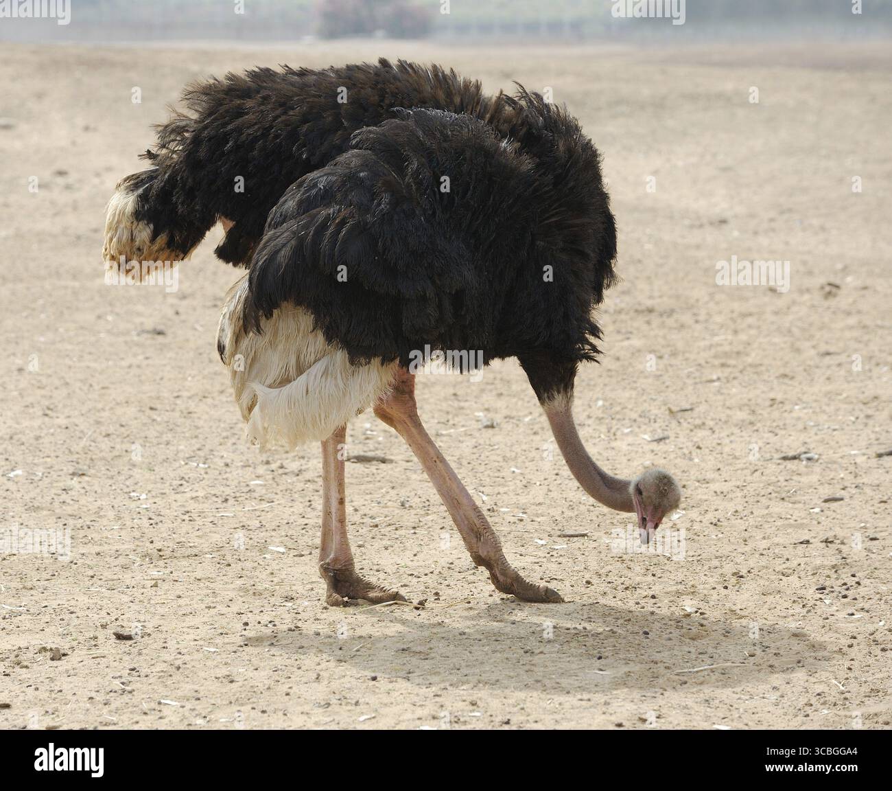 Ostrich at the zoo, looking at something on the ground Stock Photo