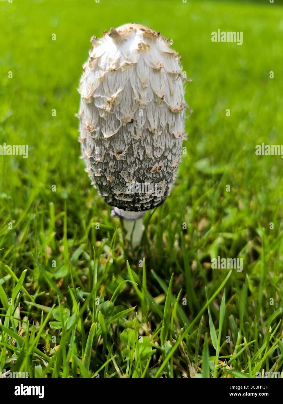 Shaggy ink cap (Coprinus comatus). July 2025 Photo Damien Grenon credit:Photo12/Damien Grenon Stock Photo