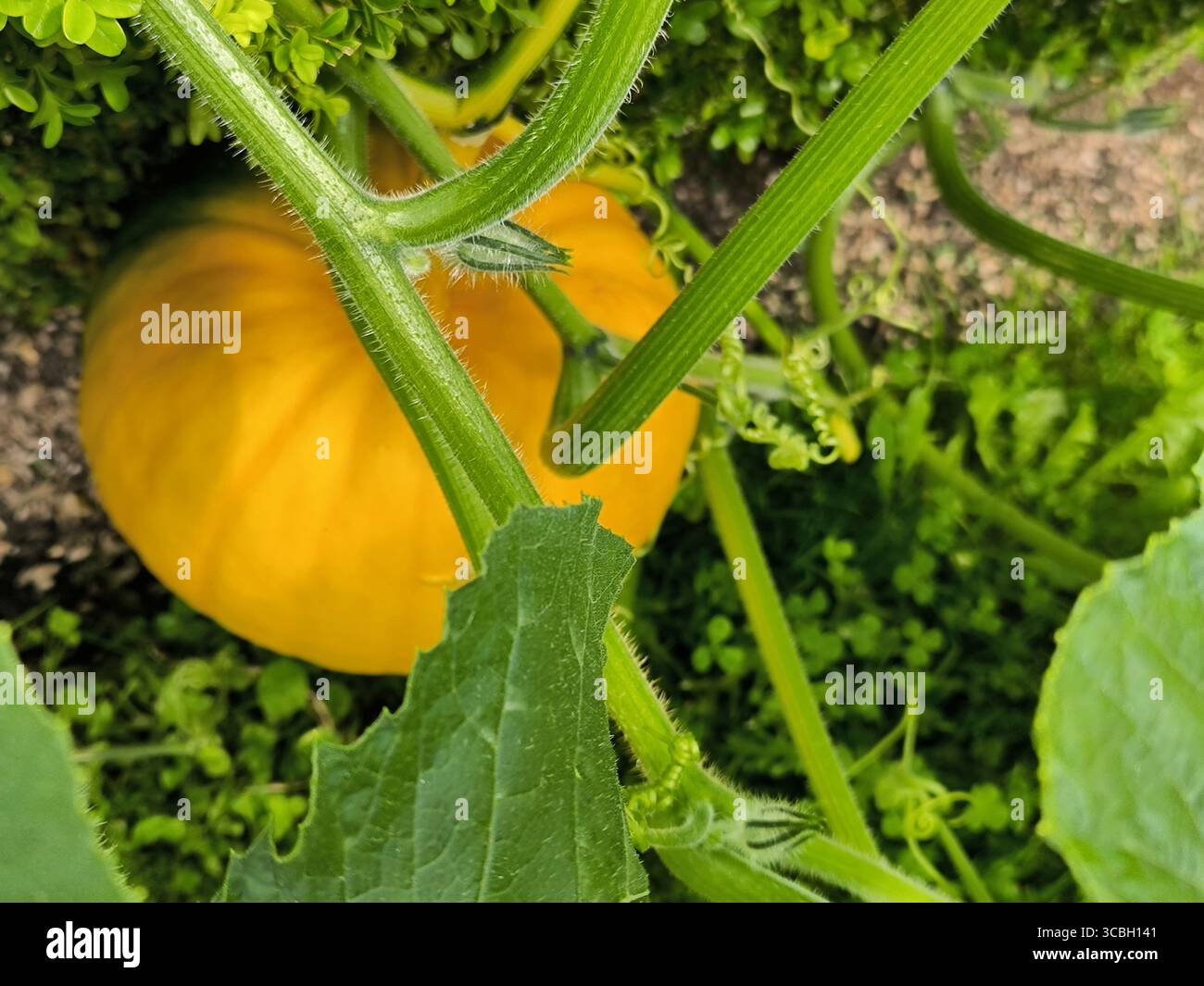 Pumpkin (Cucurbita maxima). July 2025 Photo Damien Grenon credit:Photo12/Damien Grenon Stock Photo