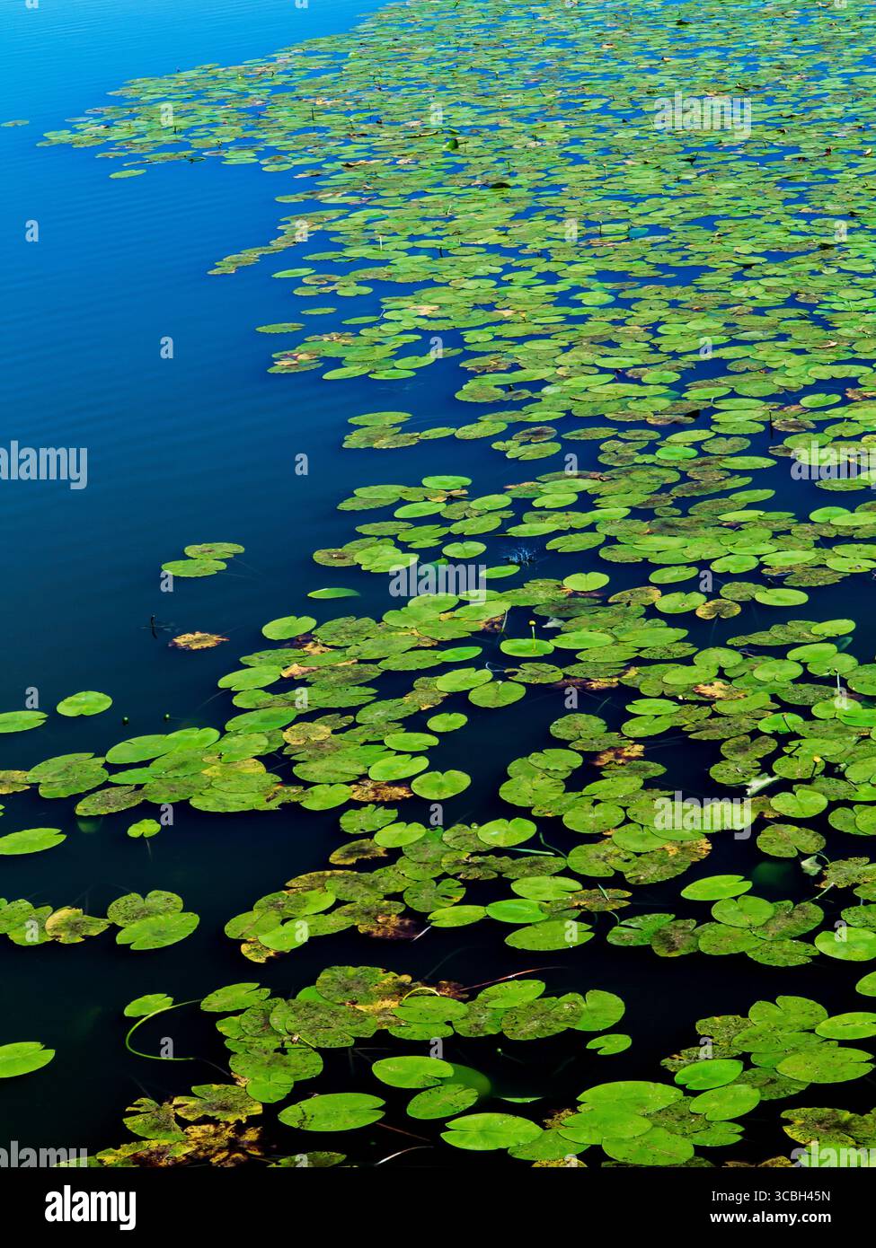 Water lilies in a pond. 21 June 2025 Photo Damien Grenon credit:Photo12/Damien Grenon Stock Photo
