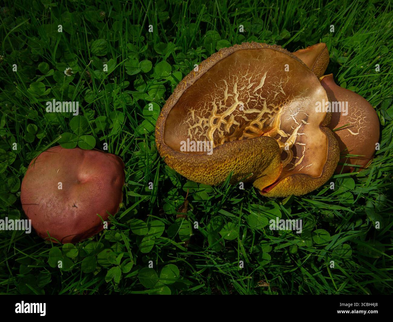Red-footed boletus (Neoboletus erythropus) and bay boletus (Imleria badia). 30th July 2025 Photo Damien Grenon credit:Photo12/Damien Grenon Stock Photo