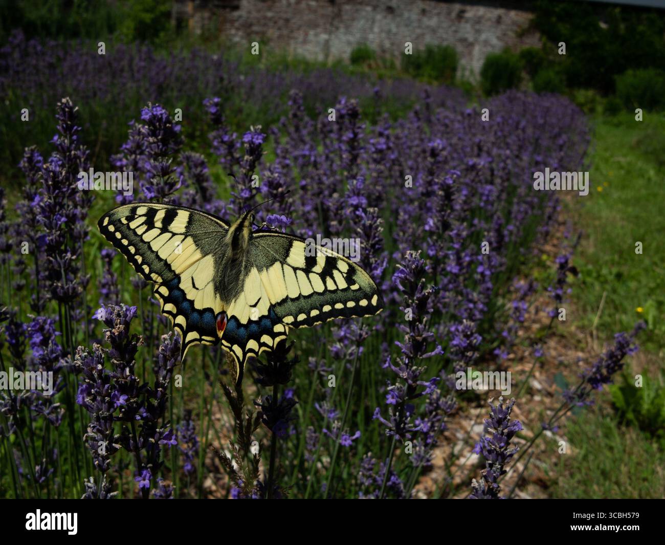 Yellow Swallowtail (Papilio machaon) in a lavender field. France, July 2025 Photo Damien Grenon credit:Photo12/Damien Grenon Stock Photo