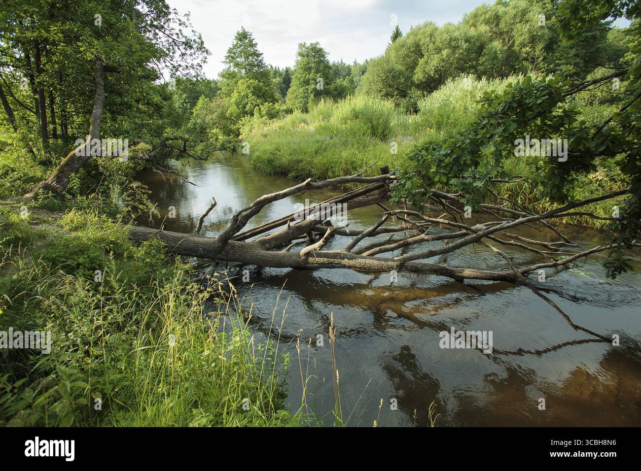 Nature of Belarus, summer landscape with a small forest river Isloch Stock Photo