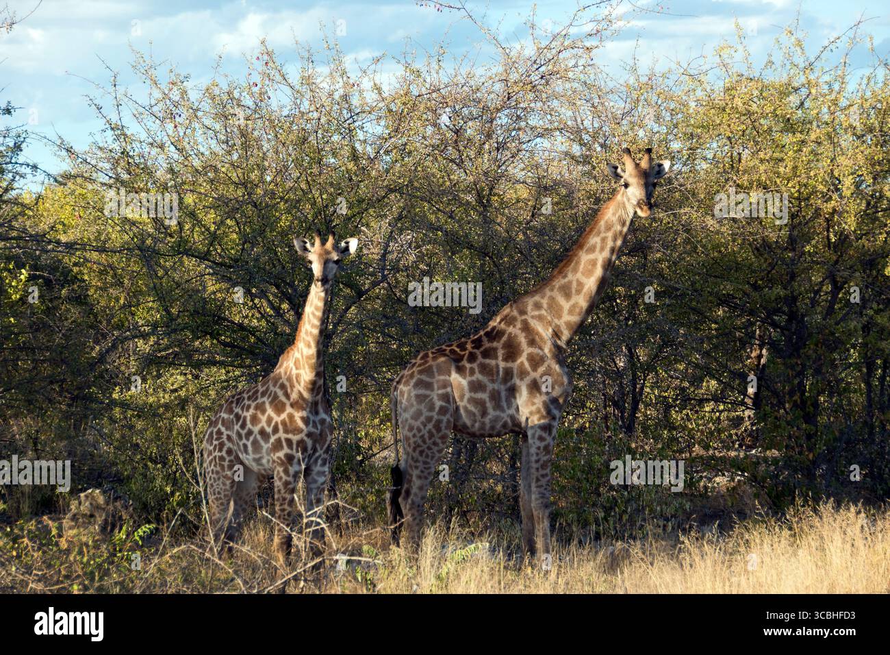 Giraffes graze on trees in Etosha National Park, Namibia. Stock Photo