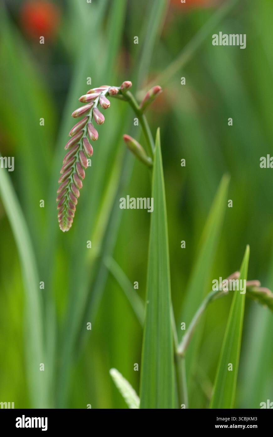 Plant features slender hi-res stock photography and images - Alamy