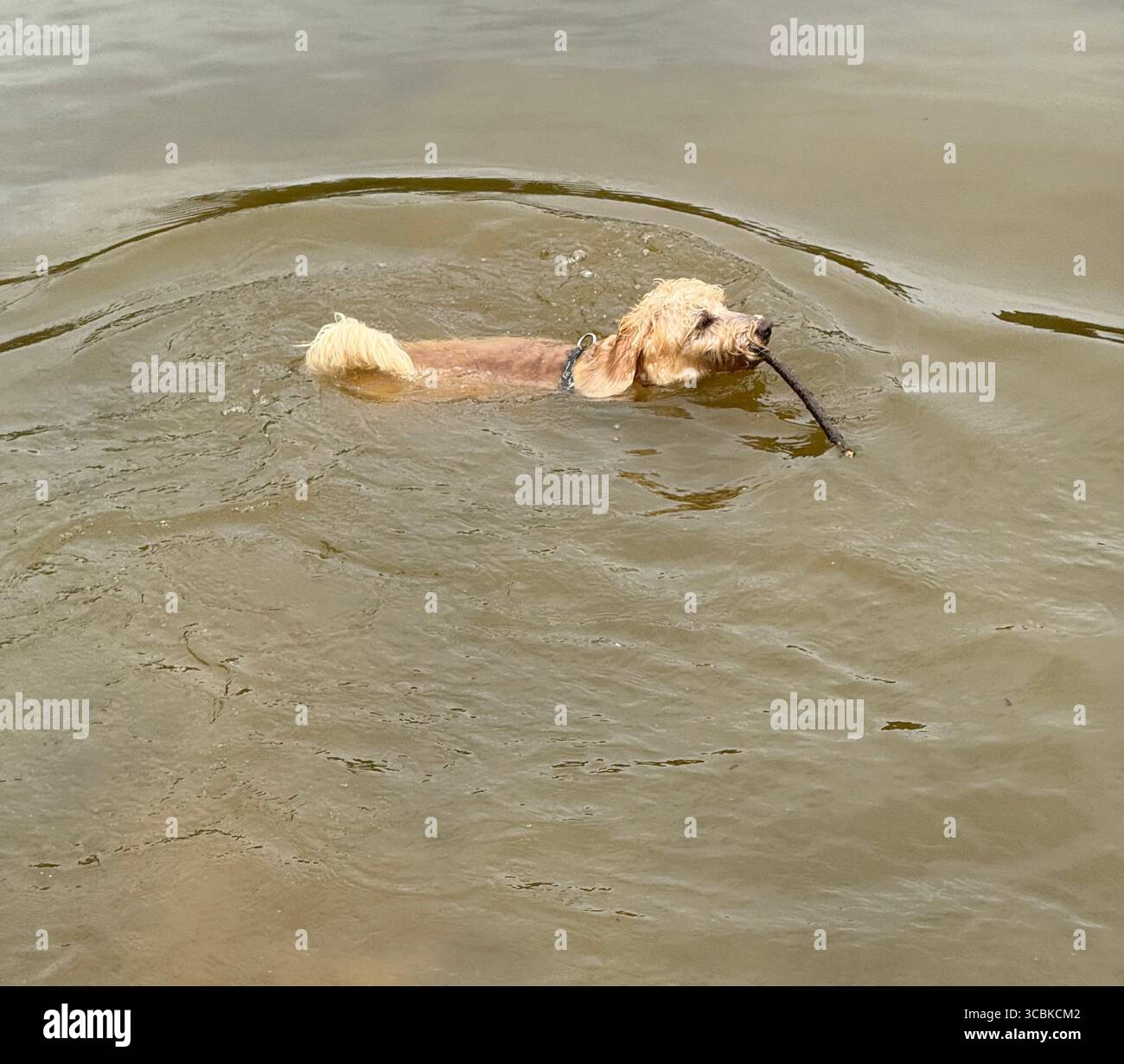 A family pet, cockapoo dog, swimming and fetching a stick from a pond on Ditchling Common, East Suseex - Smartphone Captured Stock Image