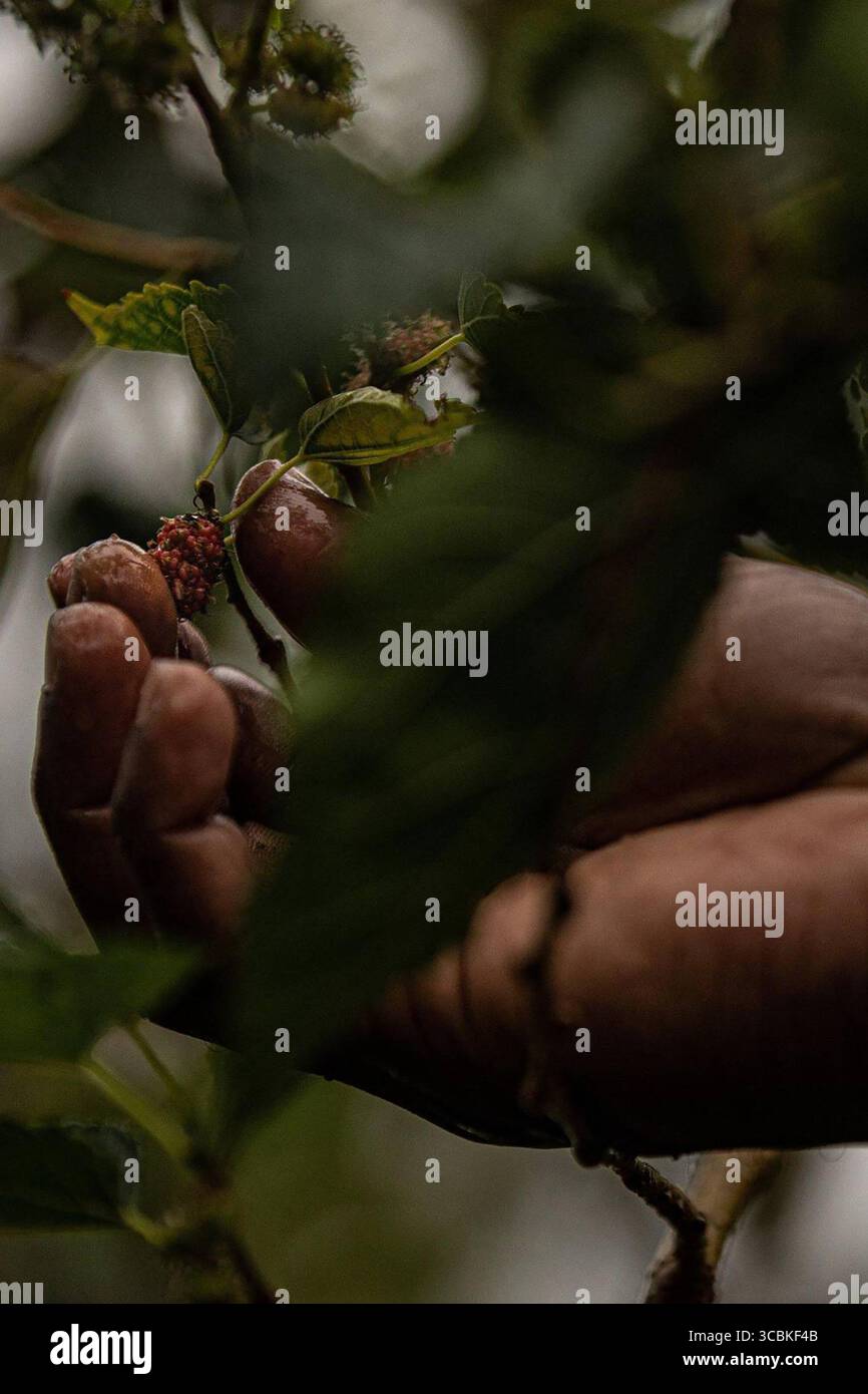 Haven herald hi-res stock photography and images - Alamy