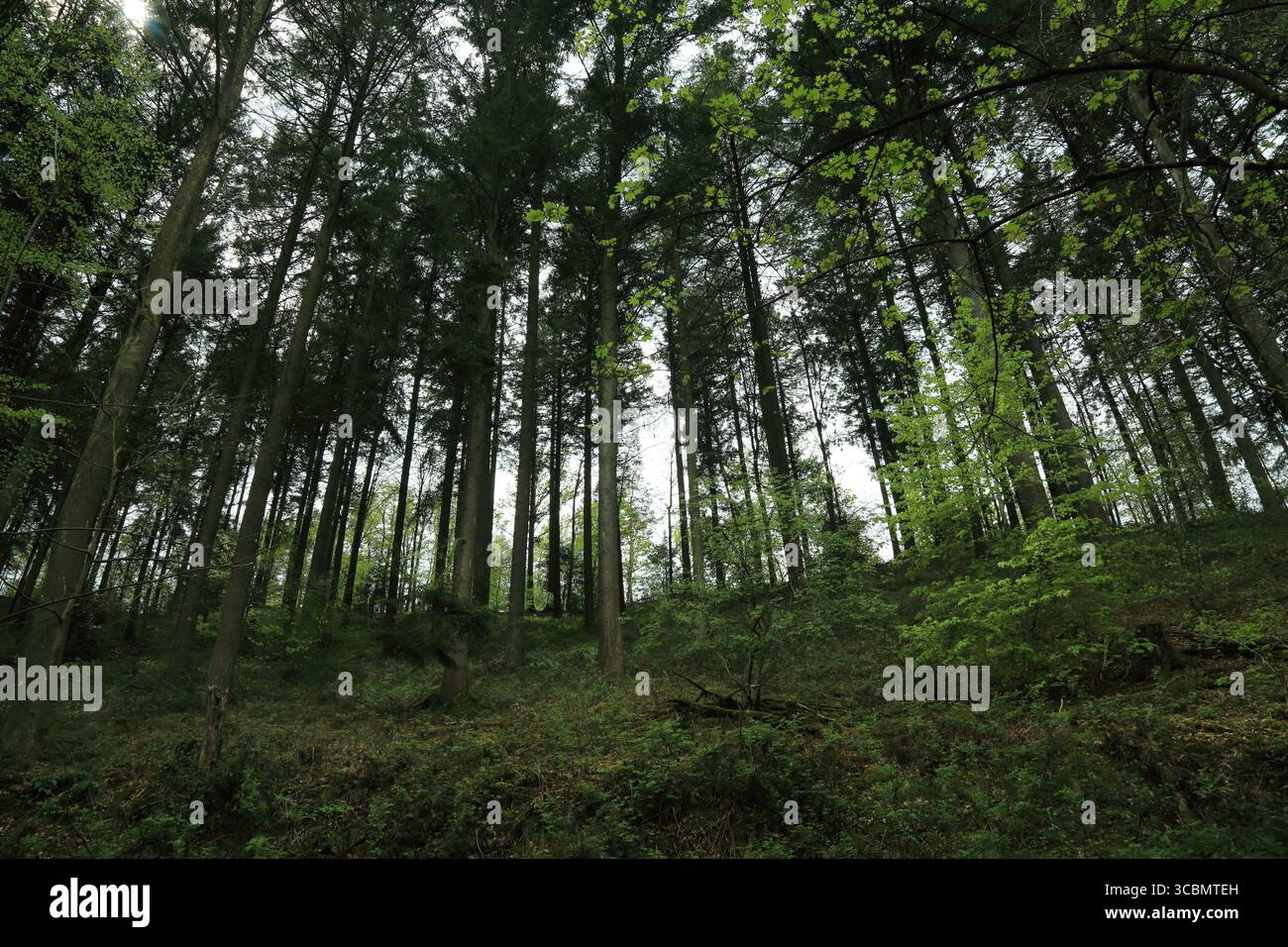 Eastern deciduous forest canopy hi-res stock photography and images - Alamy