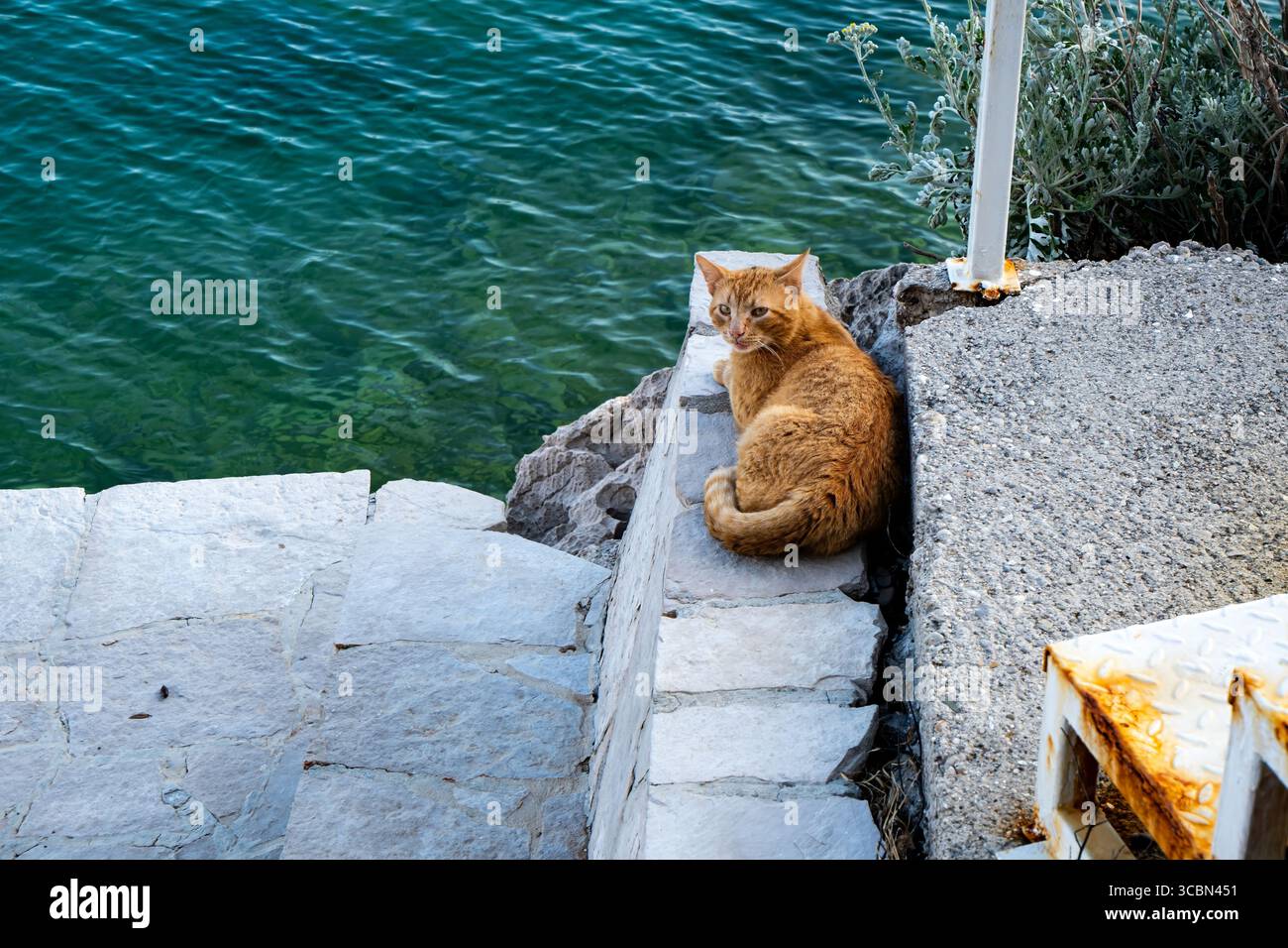 Ginger cat rests peacefully on stone steps beside calm clear water. Stock Photo