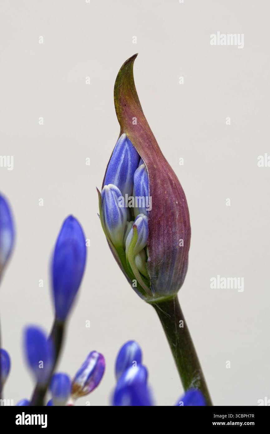 African lily (Agapanthus-Hybride), the blossom opening up, France, Brittany Stock Photo