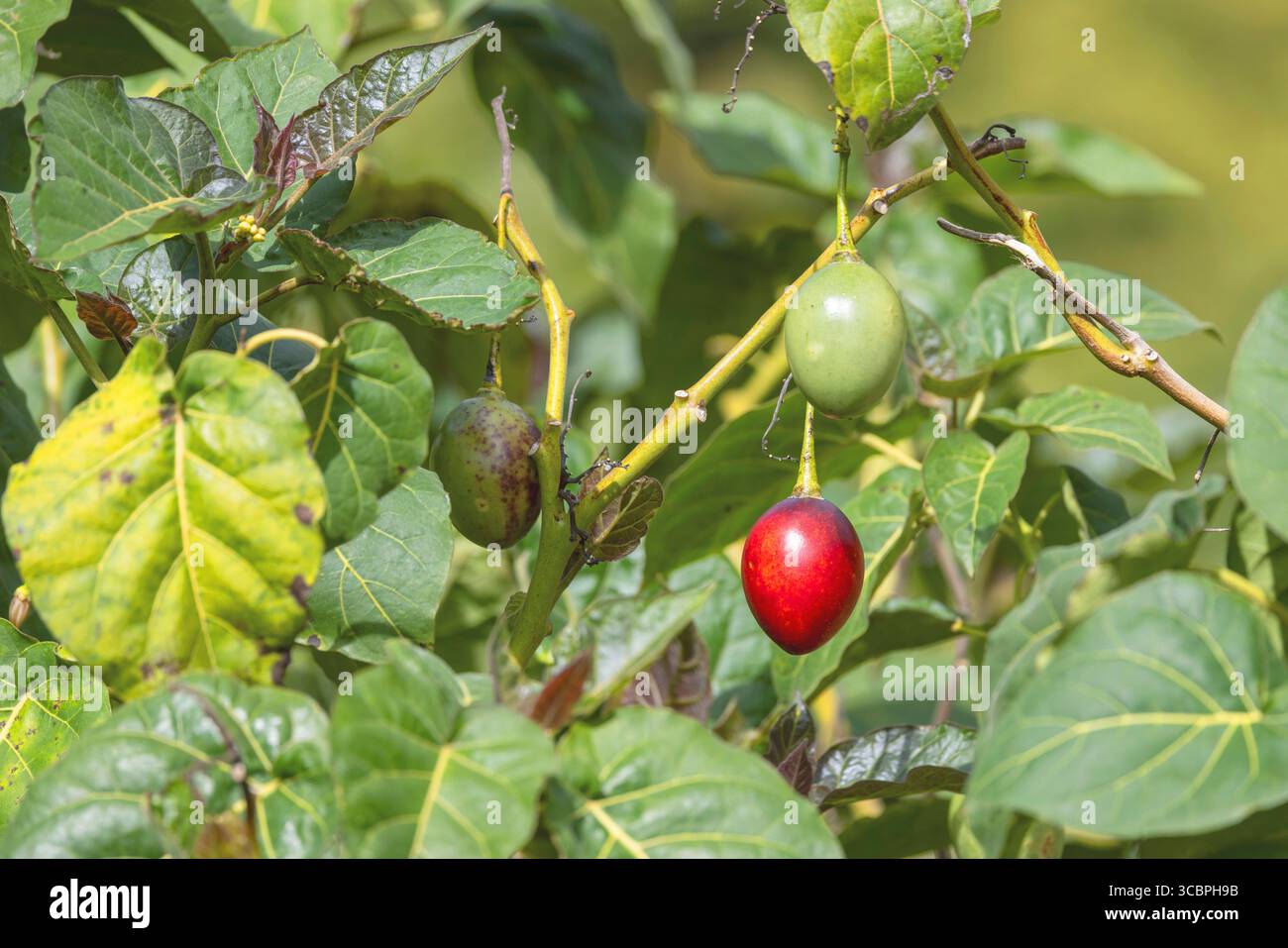Tree tomato, Tamarillo, Tomate de arbol, tree tomato, tomate andino ...
