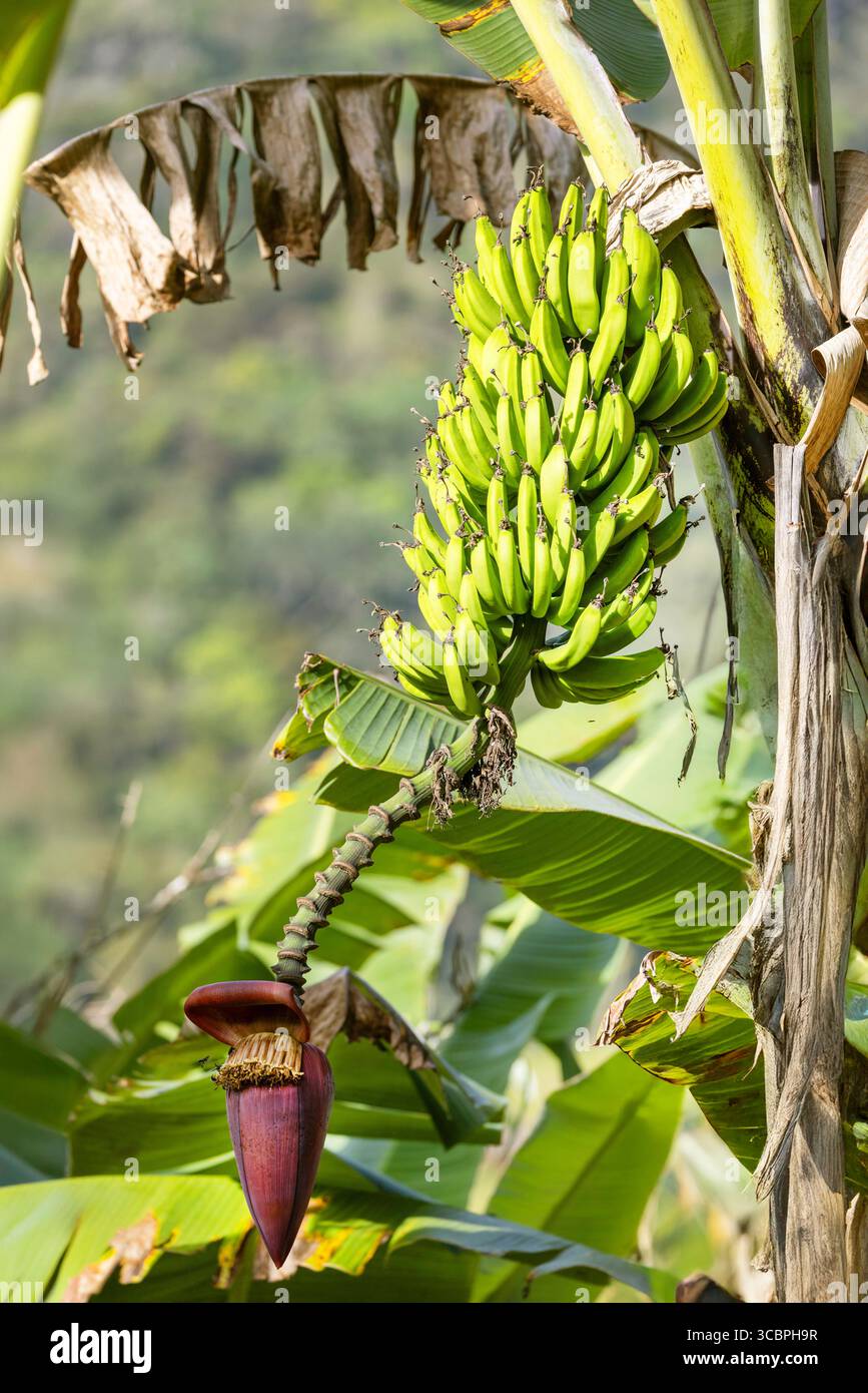 banana (Musa paradisiaca, Musa x paradisiaca), infructescence with bananas and flower, Costa Rica, San Jose, San Gerardo de Riva Stock Photo