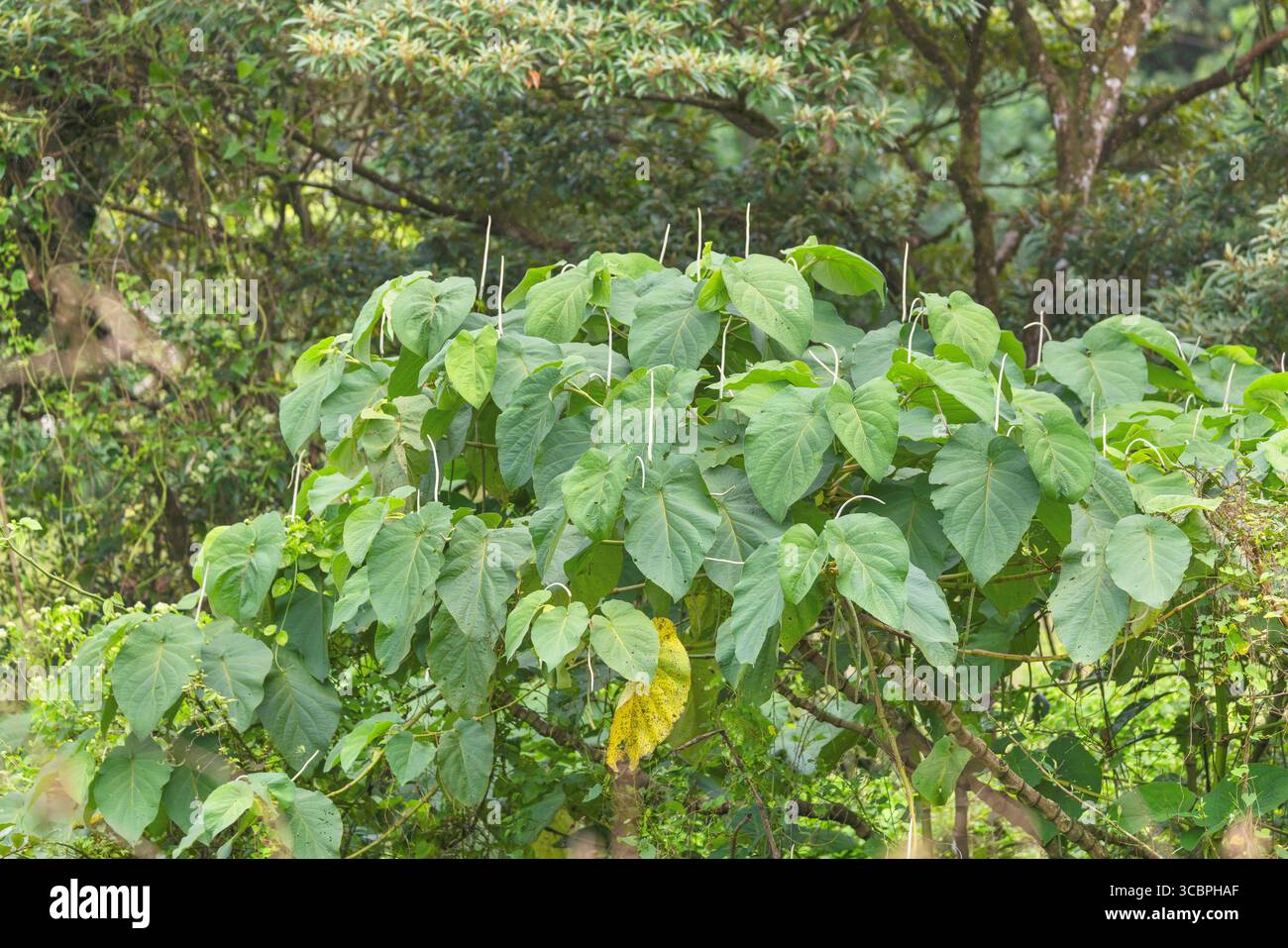 mexican pepper leaf (Piper auritum), blue-flowering stock with inflorescences, Costa Rica, Alajuela, Bijagua Stock Photo