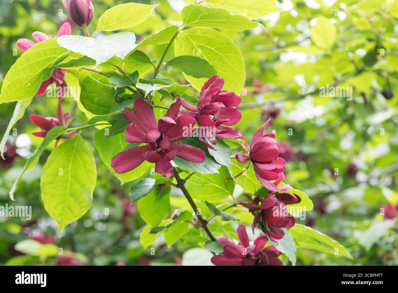 Carolina allspice (Calycanthus 'Aphrodite', Calycanthus Aphrodite), blooming, cultivar Aphrodite, Vereinigte Staaten von Amerika Stock Photo