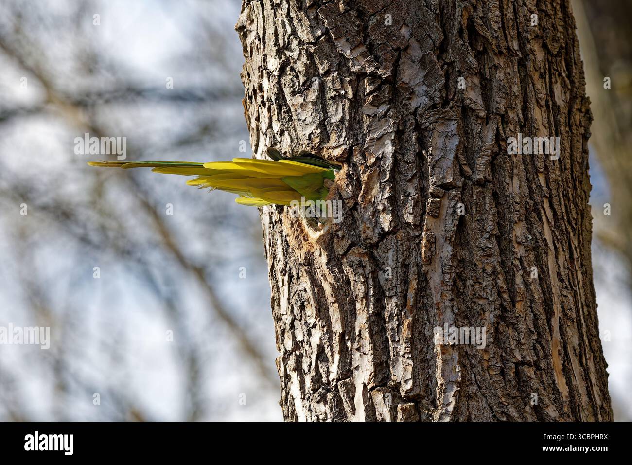 Parakeet Looking Rough alexandrine parakeet, Alexandrine parakeet; Alexandrine parrot ...
