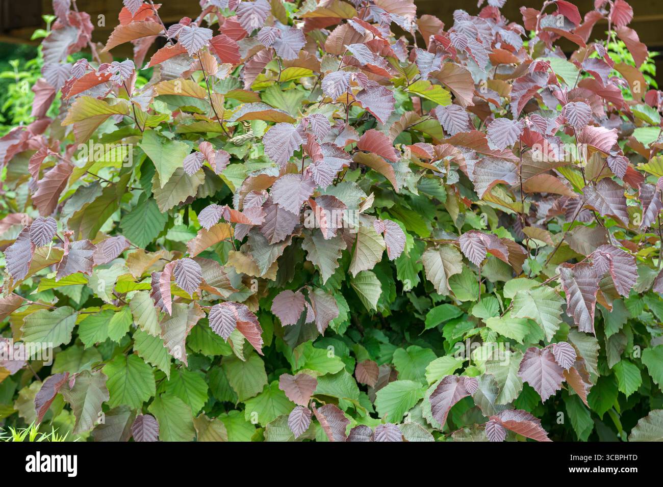 Common hazel (Corylus avellana), cultivar Purple Haze, Vereinigte Staaten von Amerika Stock Photo